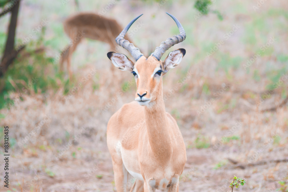 gazelle gazelle