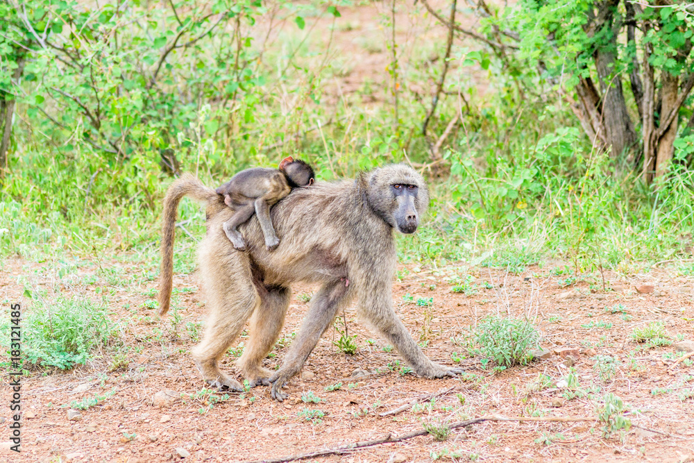 singe singe