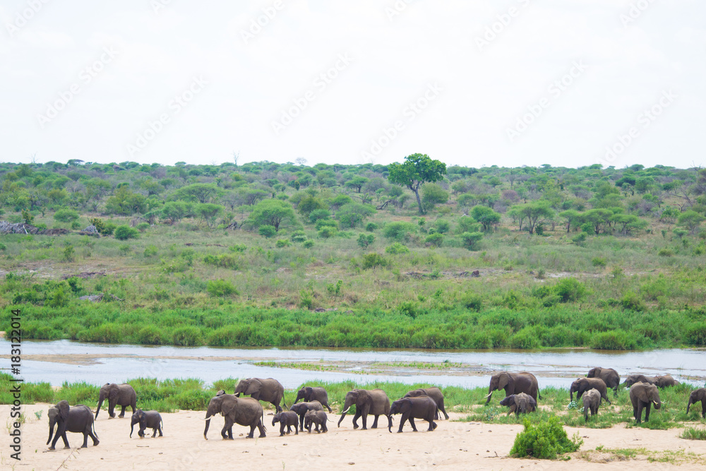 Obraz premium éléphant