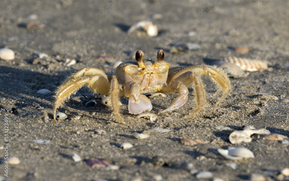 Atlantic ghost crab on sand, close up Atlantic ghost crab on sand, close up