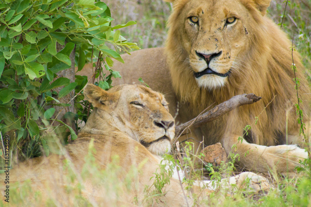 lion lion