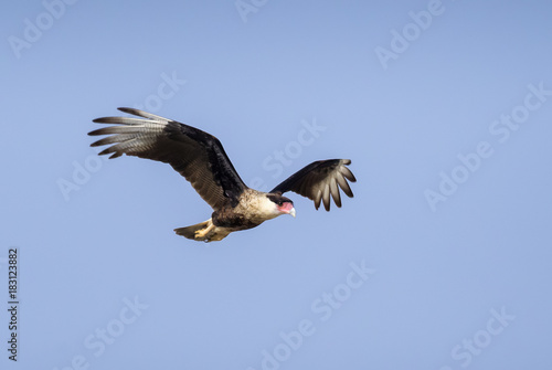 Northern crested caracara flying