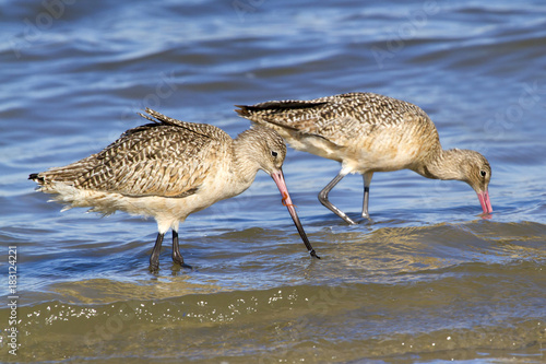 The marbled godwits