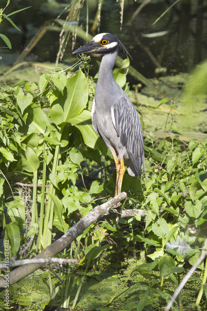 Fototapeta premium The yellow-crowned night heron