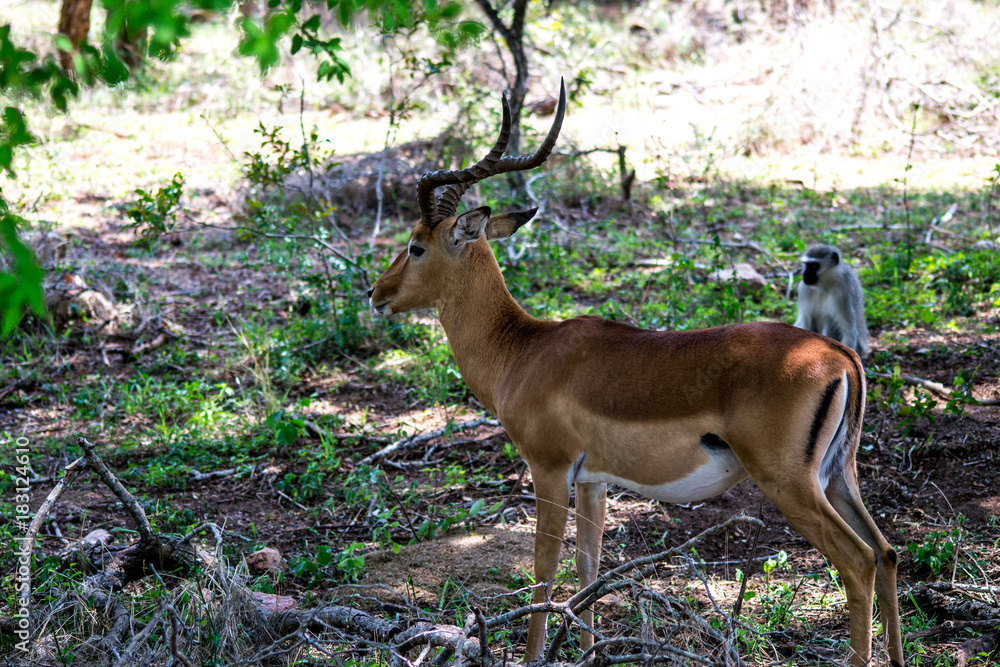 Fototapeta premium impala