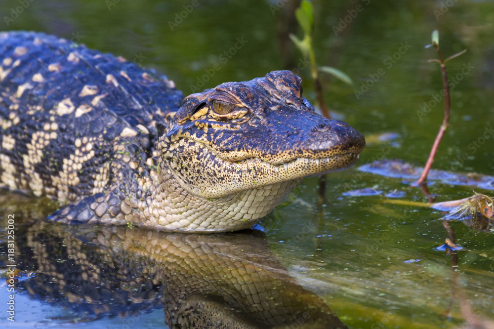 Young alligator at Brazos Bend State Park closeup Young alligator at Brazos Bend State Park closeup