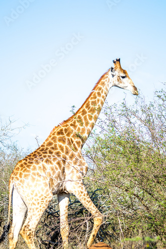 girafe