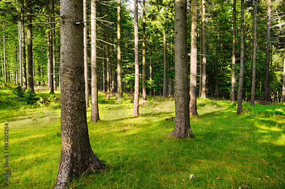 Tall Norway spruce picea abies trees in woodland. Spruces growing in evergreen coniferous forest in the Owl Mountains Landscape Park, Sudetes, Poland. Tall Norway spruce picea abies trees in woodland. Spruces growing in evergreen coniferous forest in the Owl Mountains Landscape Park, Sudetes, Poland.