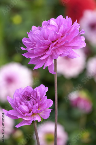 Fototapeta Naklejka Na Ścianę i Meble -  Dahlien