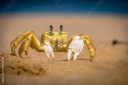 Yellow Crab (Johngarthia lagostoma or Gecarcinus lagostoma) at Praia do Sancho Beach - Fernando de Noronha, Pernambuco, Brazil