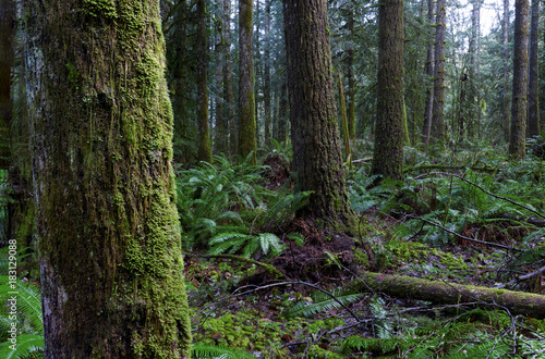 Golden Ears Provincial Park Rain Forest and Mountain Landscapes