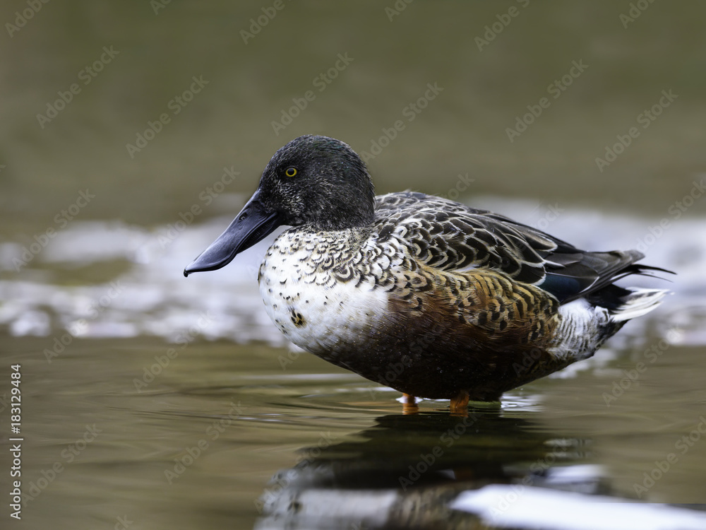 Male Northern Shoveler in Fall Male Northern Shoveler in Fall