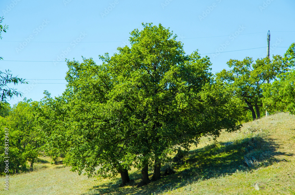 Three oak trees grow on the hillside.