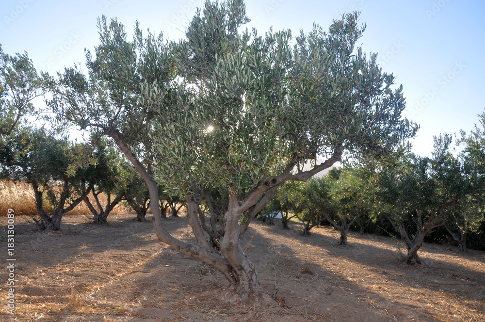 Olive trees little field plantation in evening against the sun in greek island Paros Olive trees little field plantation in evening against the sun in greek island Paros
