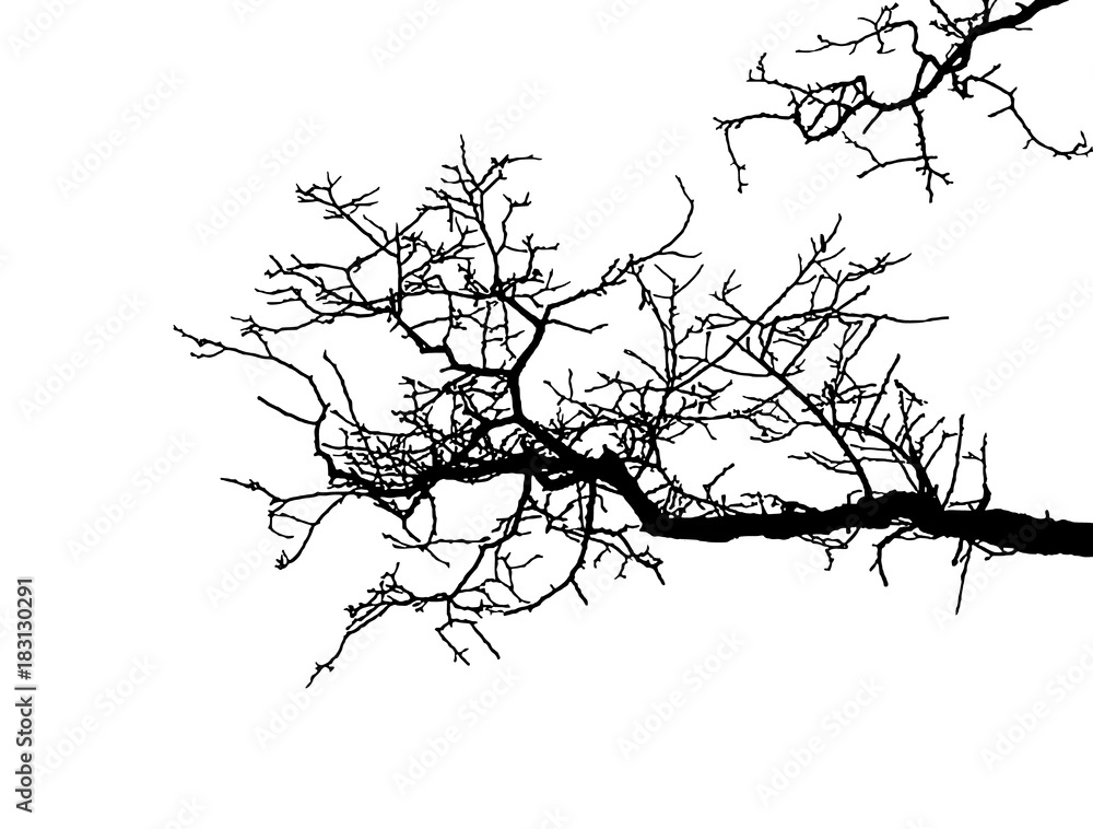 Obraz premium Realistic branch tree silhouette (Vector illustration).ai10