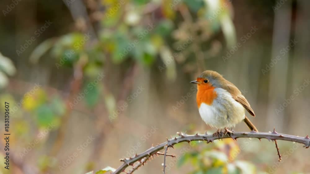 European Robin, Erithacus rubecula, Robin, Birds European Robin, Erithacus rubecula, Robin, Birds