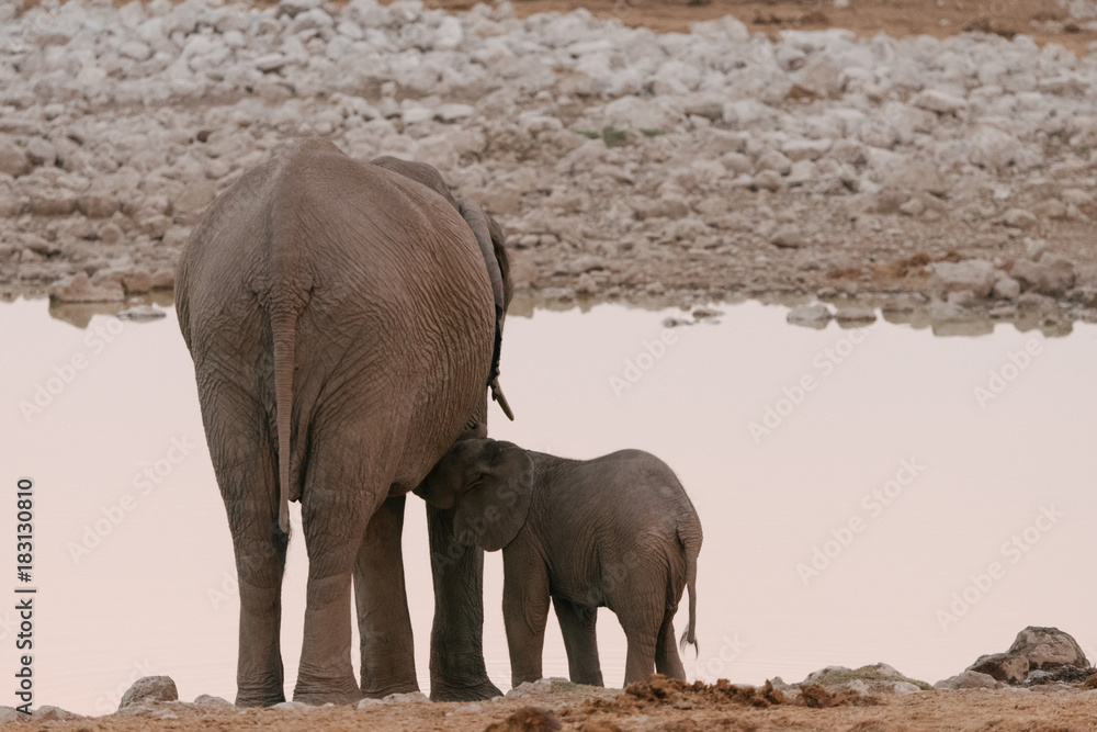 Fototapeta premium Baby elephant nursing from mother at waterhole