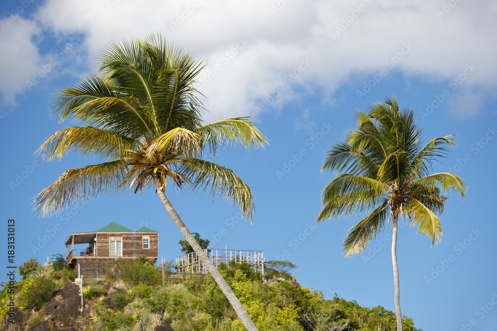 Coconut Palm Trees On Blue Sky, Antigua