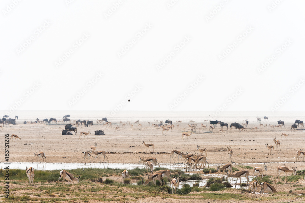 Namibia waterhole multuple animals Namibia waterhole multuple animals