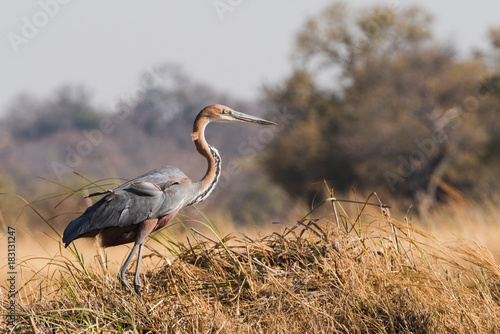Goliath Heron standing in grass