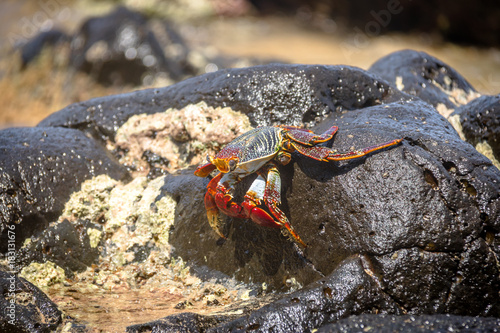 Colorful Red Crab  Goniopsis cruentata  at Praia do Sancho Beach - Fernando de Noronha  Pernambuco  Brazil