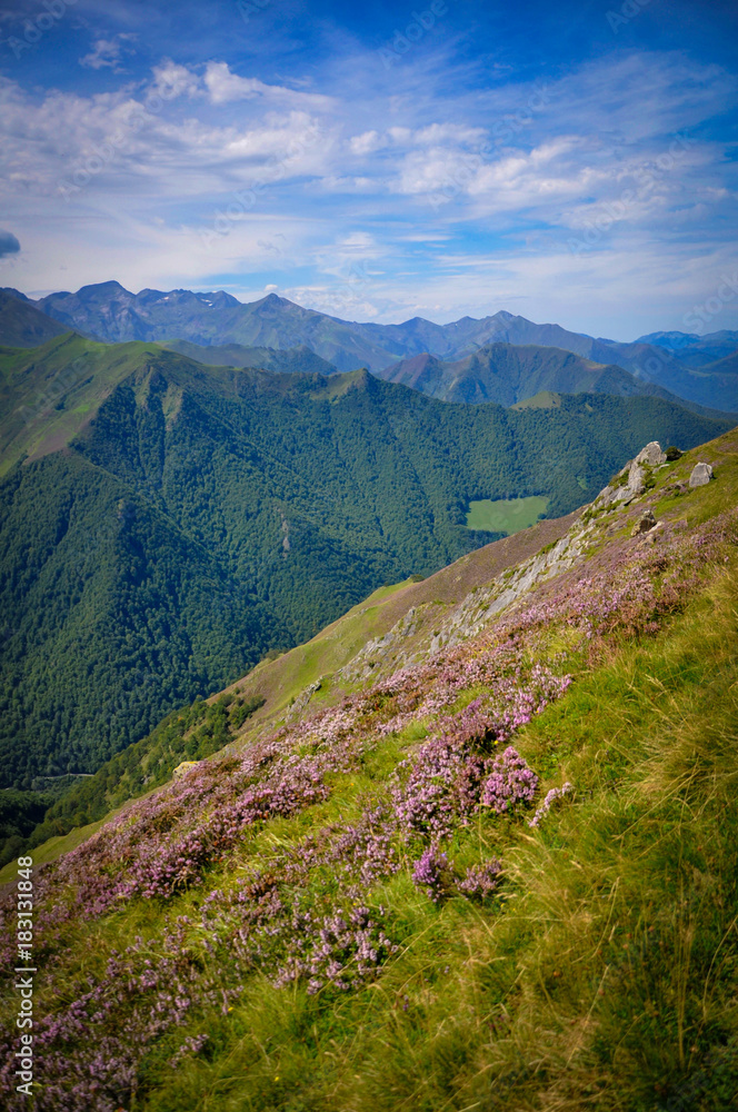 Obraz premium Pink Flowers on the Side of a Mountain