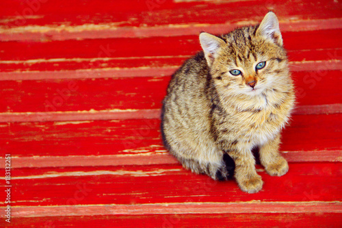 kitten sits on a bench