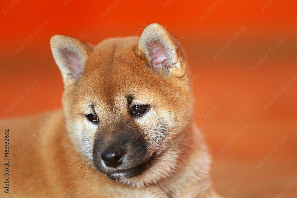 Tired few weeks old pup in the photo studio Tired few weeks old pup in the photo studio