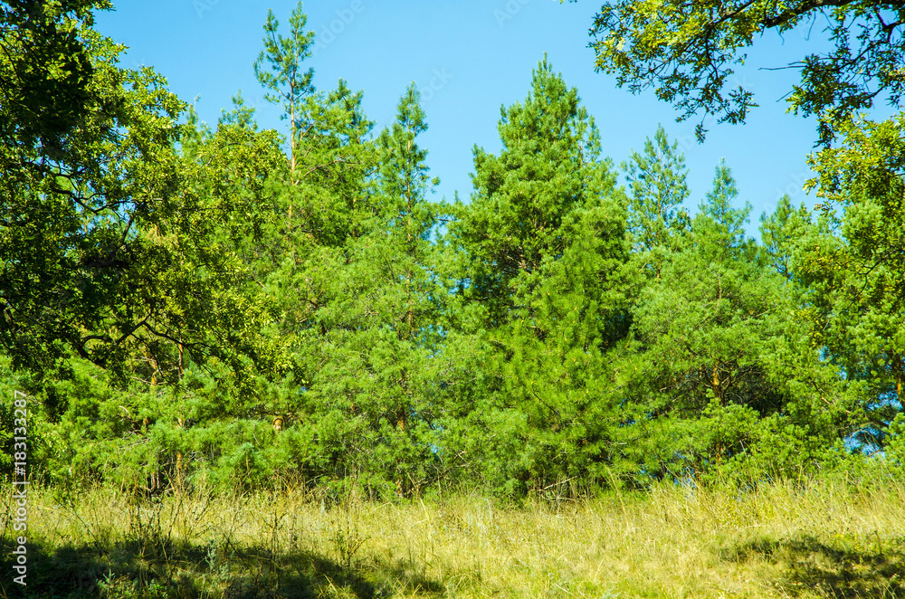 Fototapeta premium Thick planting of oil.