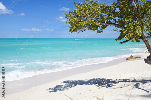 Fototapeta Naklejka Na Ścianę i Meble -  Little Tree At Caribbean Beach, Antigua