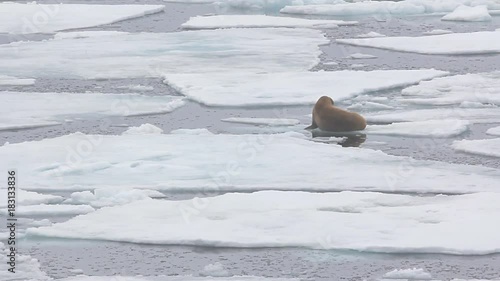 Young walrus rests on ice floe
 photo