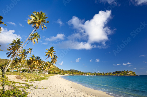 Caribbean Beach With Coconut Palm Trees  Antigua