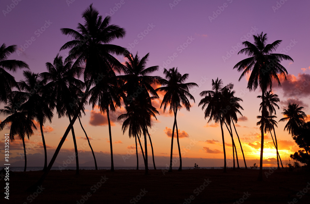 Palm Trees And Colorful Sunset, Antigua