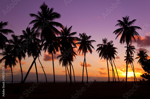 Palm Trees And Colorful Sunset  Antigua