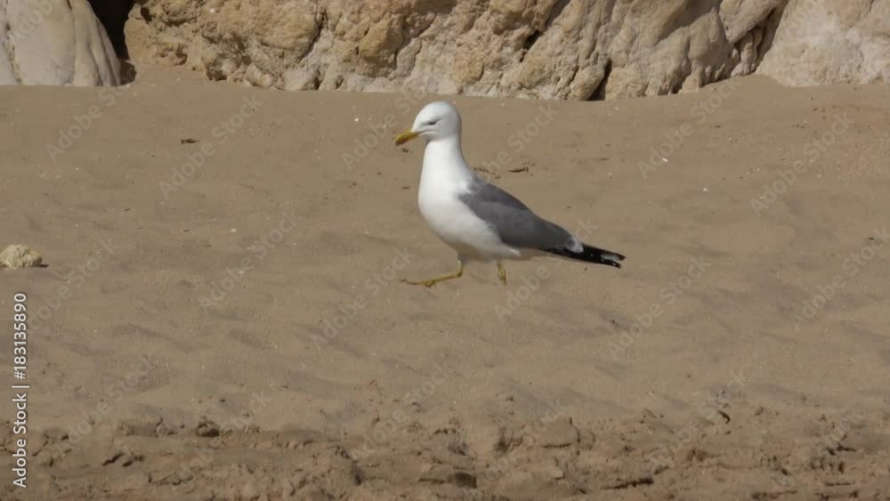 Seagull walking on the beach Seagull walking on the beach