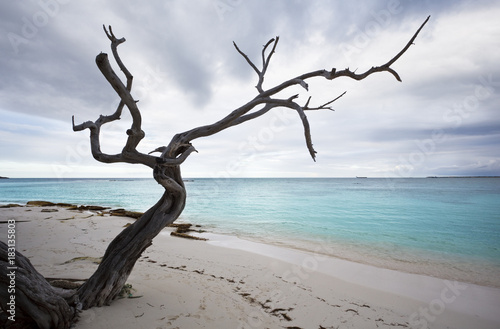 Foto Lonely Dead Tree On Caribbean Beach, Antigua