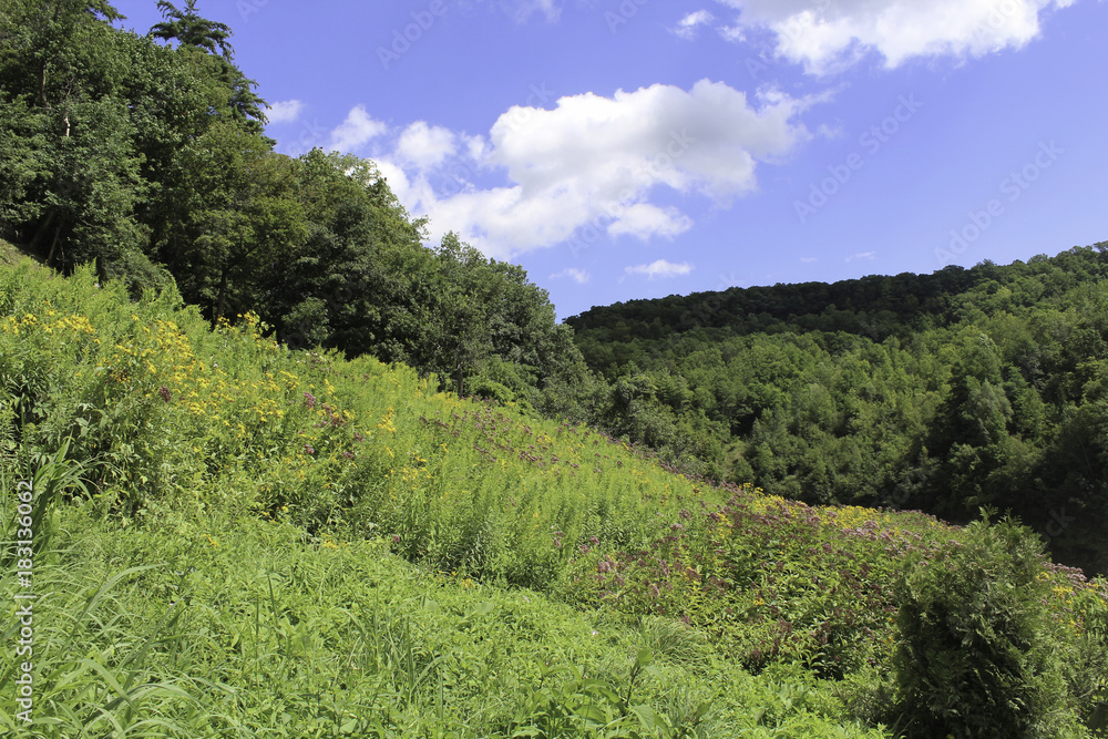 Wildflowers on the banks of the Letchworth gorge with mountains and forest