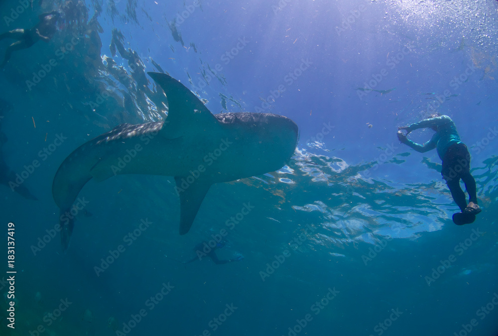 Whale shark oslob, cebu, philippines. Whale shark oslob, cebu, philippines.