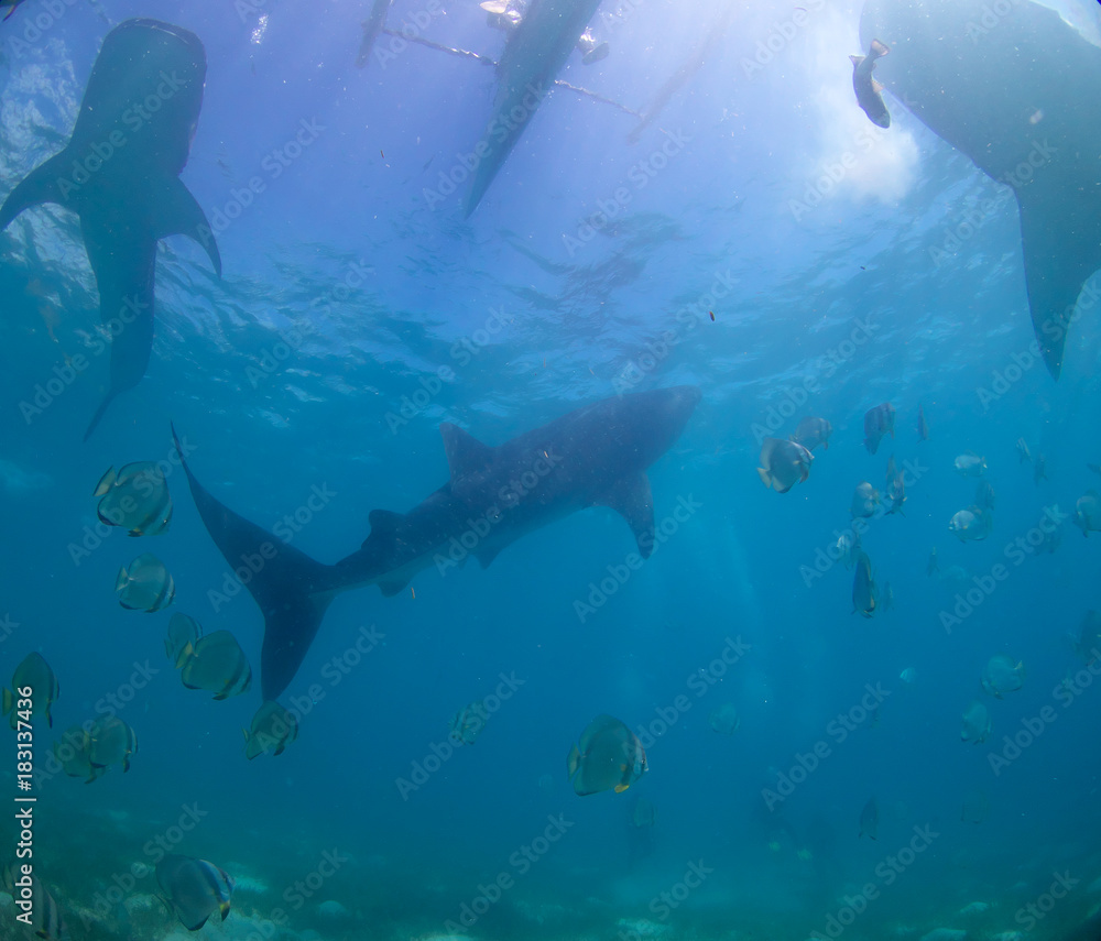 Fototapeta premium Whale shark oslob, cebu, philippines. 