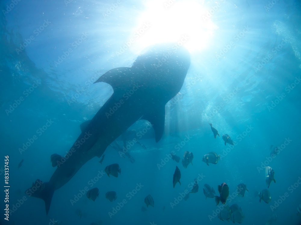 Obraz premium Whale shark oslob, cebu, philippines.