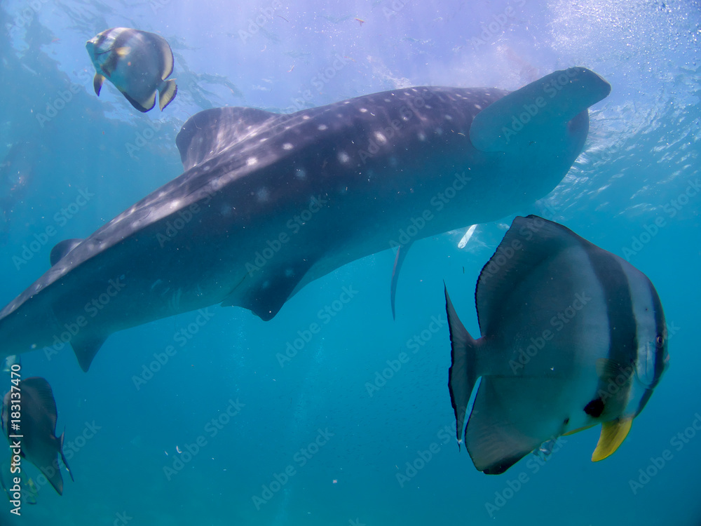 Fototapeta premium Whale shark oslob, cebu, philippines. 