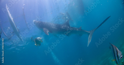Whale shark oslob, cebu, philippines.  © KAZUMI HIROSE
