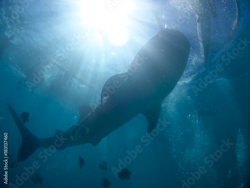 Whale shark oslob  cebu  philippines. 