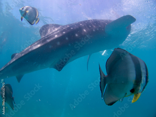 Whale shark oslob  cebu  philippines. 