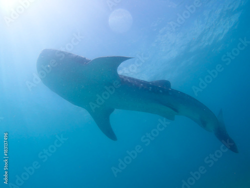 Whale shark oslob, cebu, philippines. 