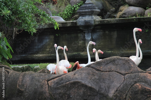 Flamingos looking for food