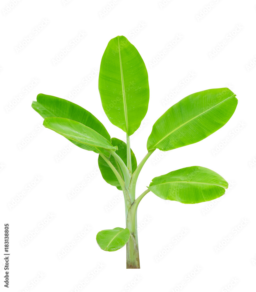Banana trees isolated on white background. File contains a clipping path Banana trees isolated on white background. File contains a clipping path