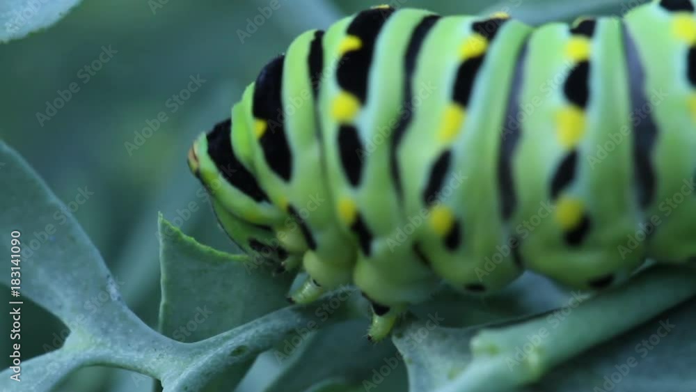 Caterpillar eating leaf close up Caterpillar eating leaf close up