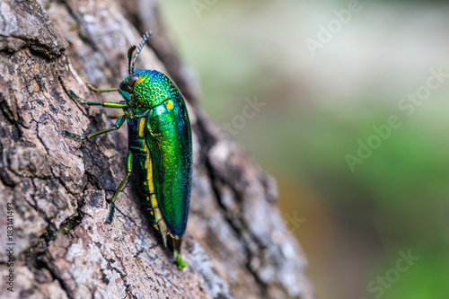Tableau sur toile Metallic wood boring beetle (Jewel beetle), on the bark tree.