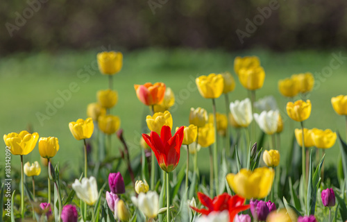 bright blossoming tulips